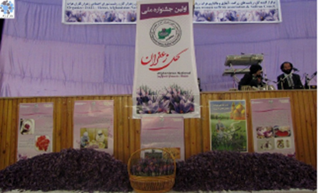 نخستین جشنوارۀ ملی گل زعفران در هرات برگزار شد